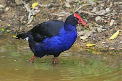 Australasian Swamphen